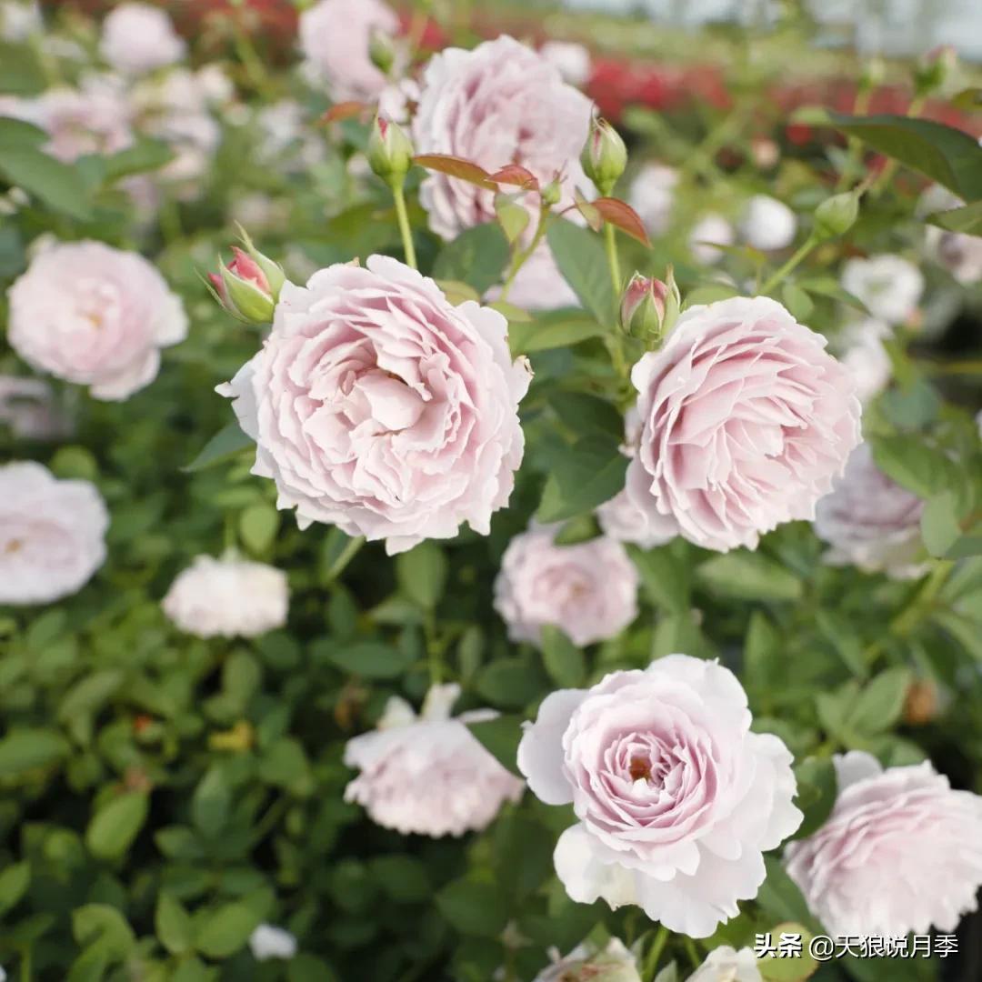 不容易，天狼自育终于打折了！空蒙只要50不到！