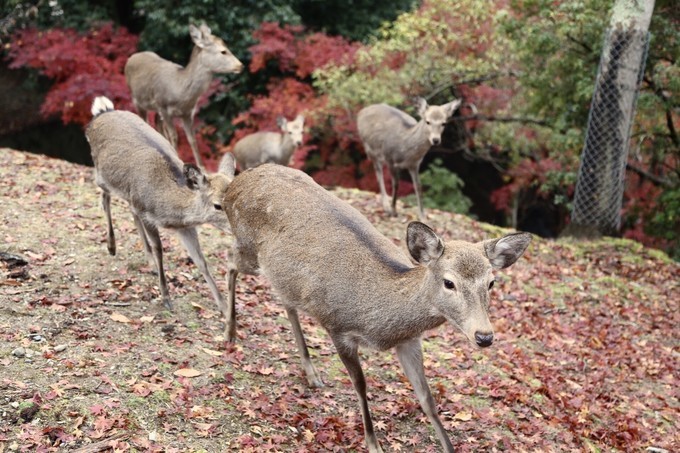 日本京都枫叶季旅游攻略,日本关西赏枫旅游攻略