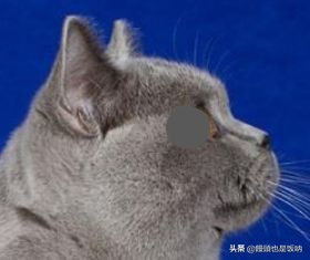 英国短毛猫饲养,养英国短毛猫需要的注意事项