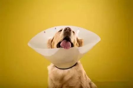 海姆立克急救法狗狗急救视频,狗狗意外车祸怎么平复心情