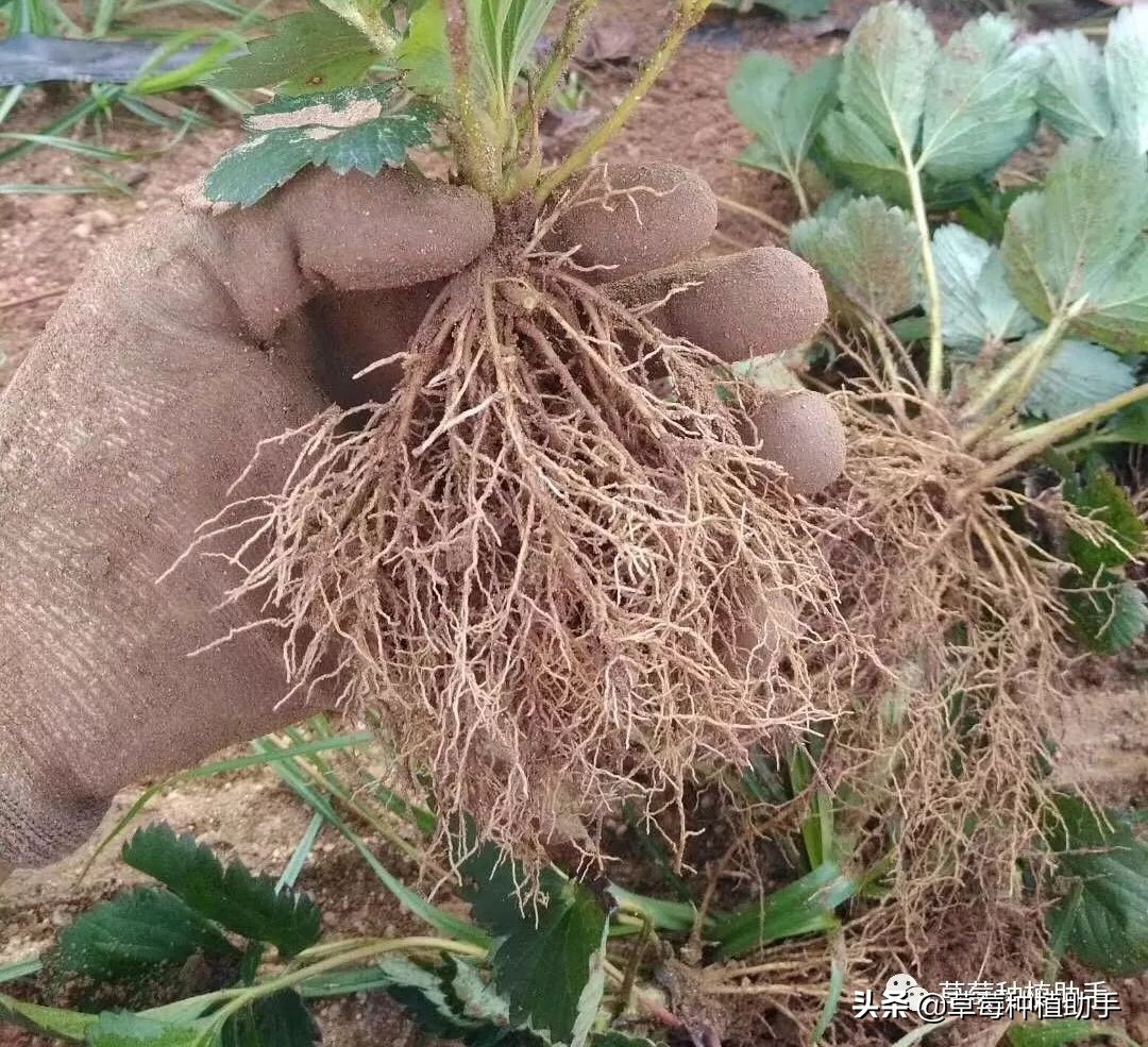 草莓苗出芽以后还需要再捂住吗,刚种植的草莓苗该怎么护理
