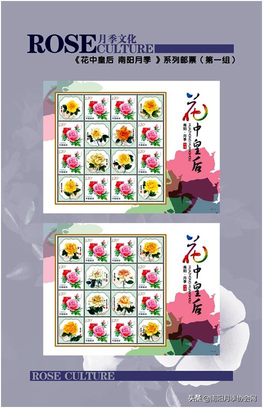 南阳世界月季之乡的金字招牌,聚焦南阳月季之美展示