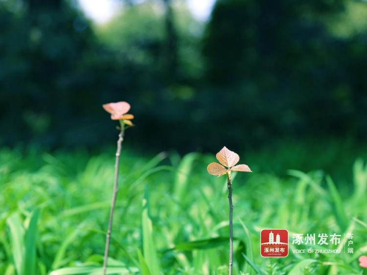 文学风长连衣裙,文学涿州