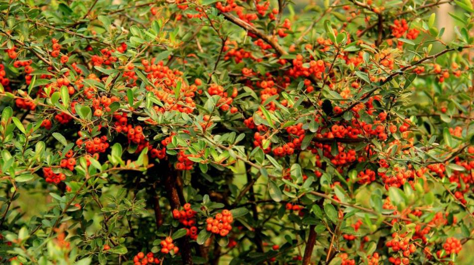 火棘吉祥果种植方法,火棘适合在广东种植吗