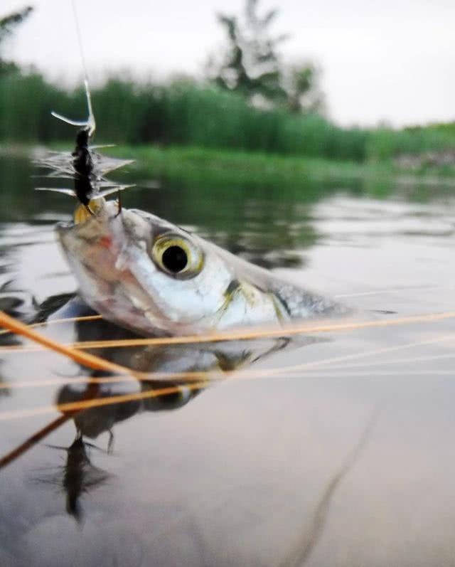 马口鱼用什么钓最好,钓友们钓过最大的翘嘴