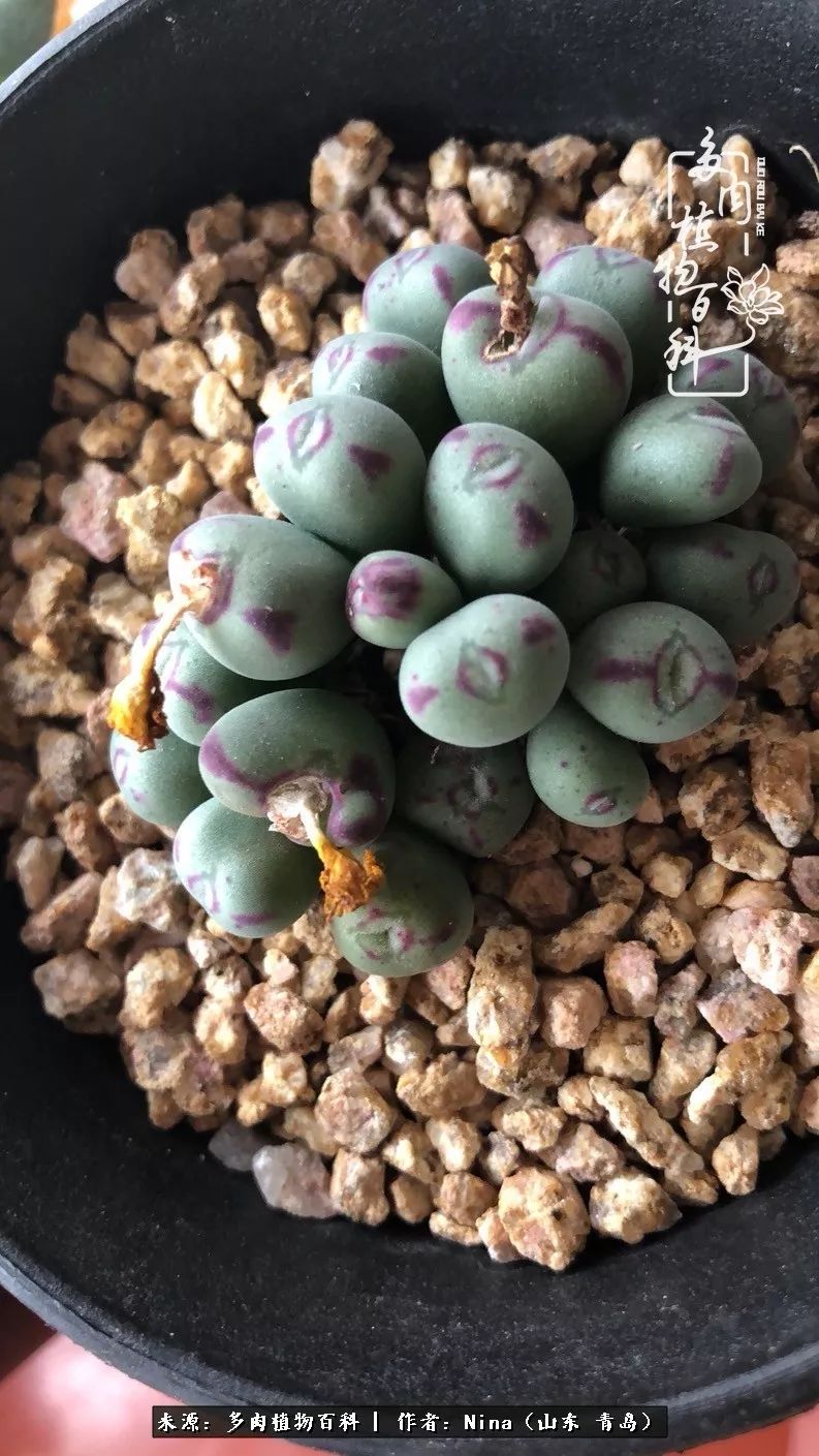 面对残酷的现实，是多肉治愈了我迷茫的未来