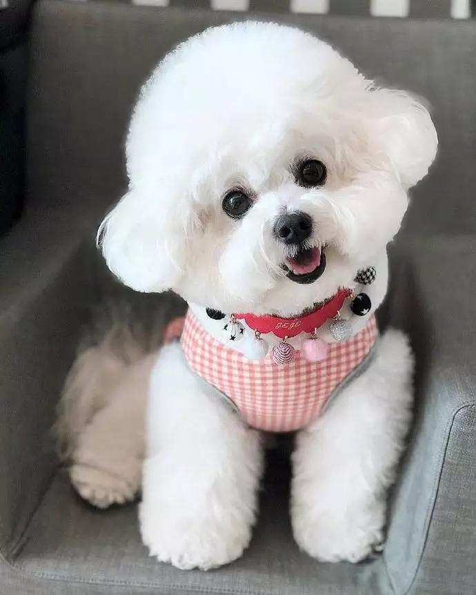 一只很可爱的小比熊,小比熊的造型