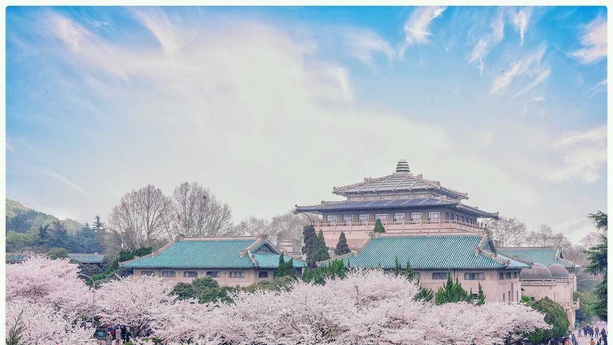 武大的樱花和东湖的樱花,重邮樱花和武大樱花