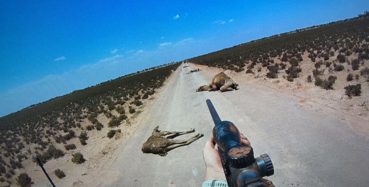 骆驼吃仙人掌难道它不怕有刺吗,骆驼吃直立性仙人掌