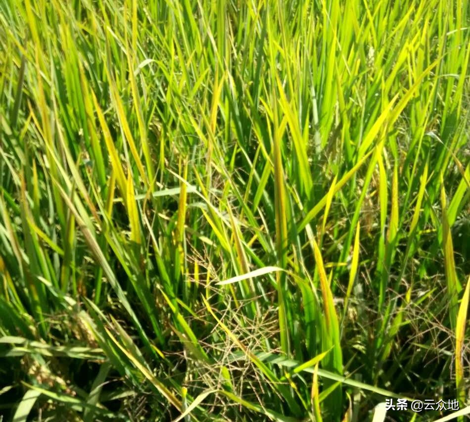 水稻早衰图片,水稻早衰的原因及解决方法