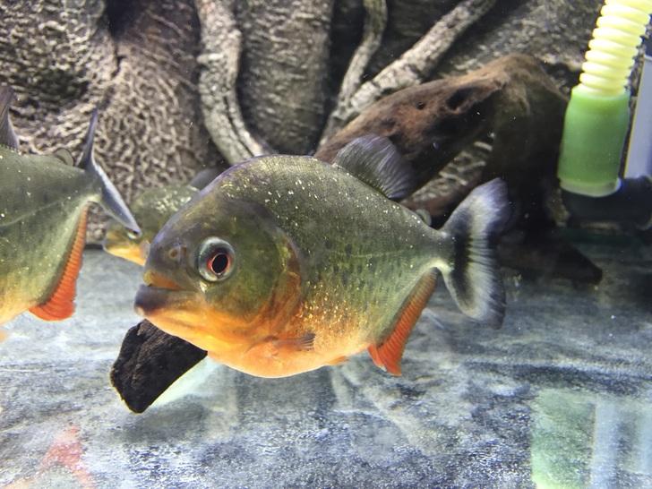 红腹水虎能个人饲养吗,新手养红腹水虎的正确方法