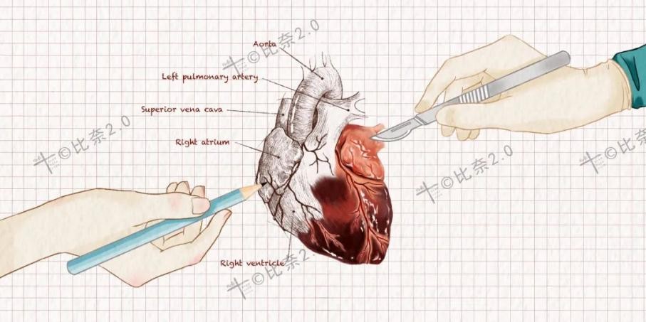 灵魂画手的手绘作品,医学生手绘器官创意解剖绘画