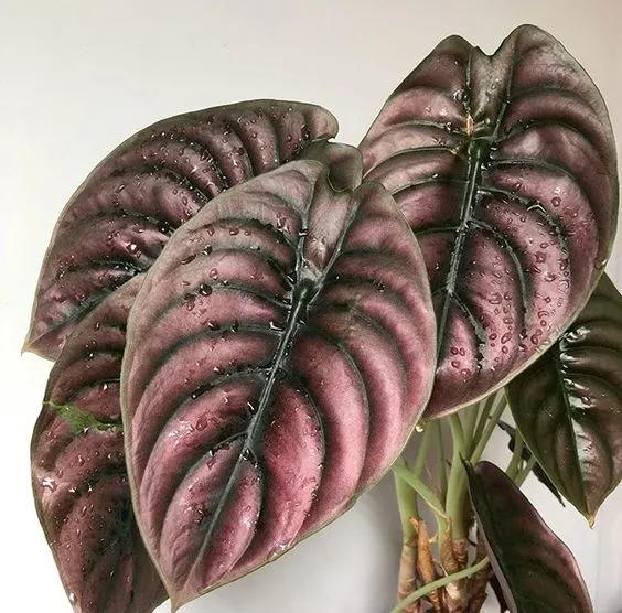 10片叶子的绿植,室内绿植盆栽一元