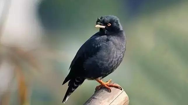 八哥长途运输过来要注意什么,八哥的喂养方法和注意事项