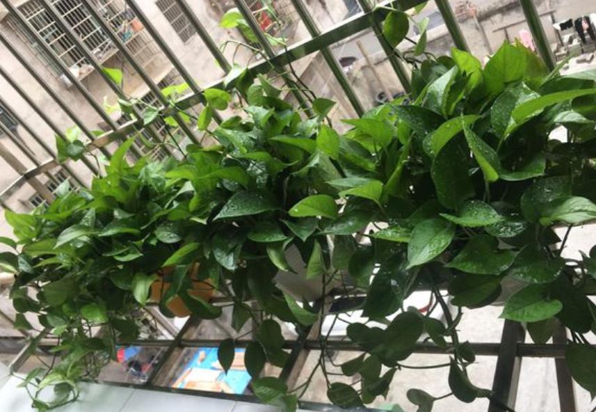室内养绿萝，黄叶太频繁？纠正3个“错误”，叶片翠绿冒油光