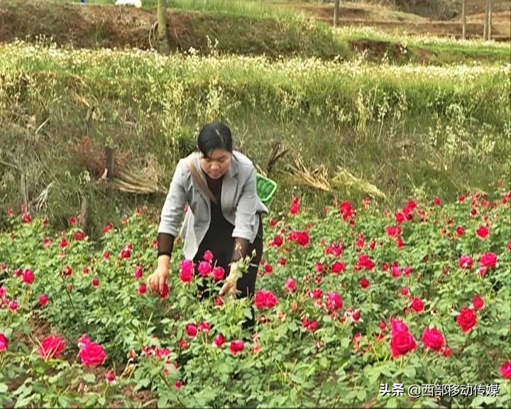 易门县赵红梅图片,易门赵红梅
