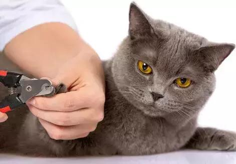 新手养猫养什么猫又便宜又好养,新手养猫第一天猫咪害怕怎么办