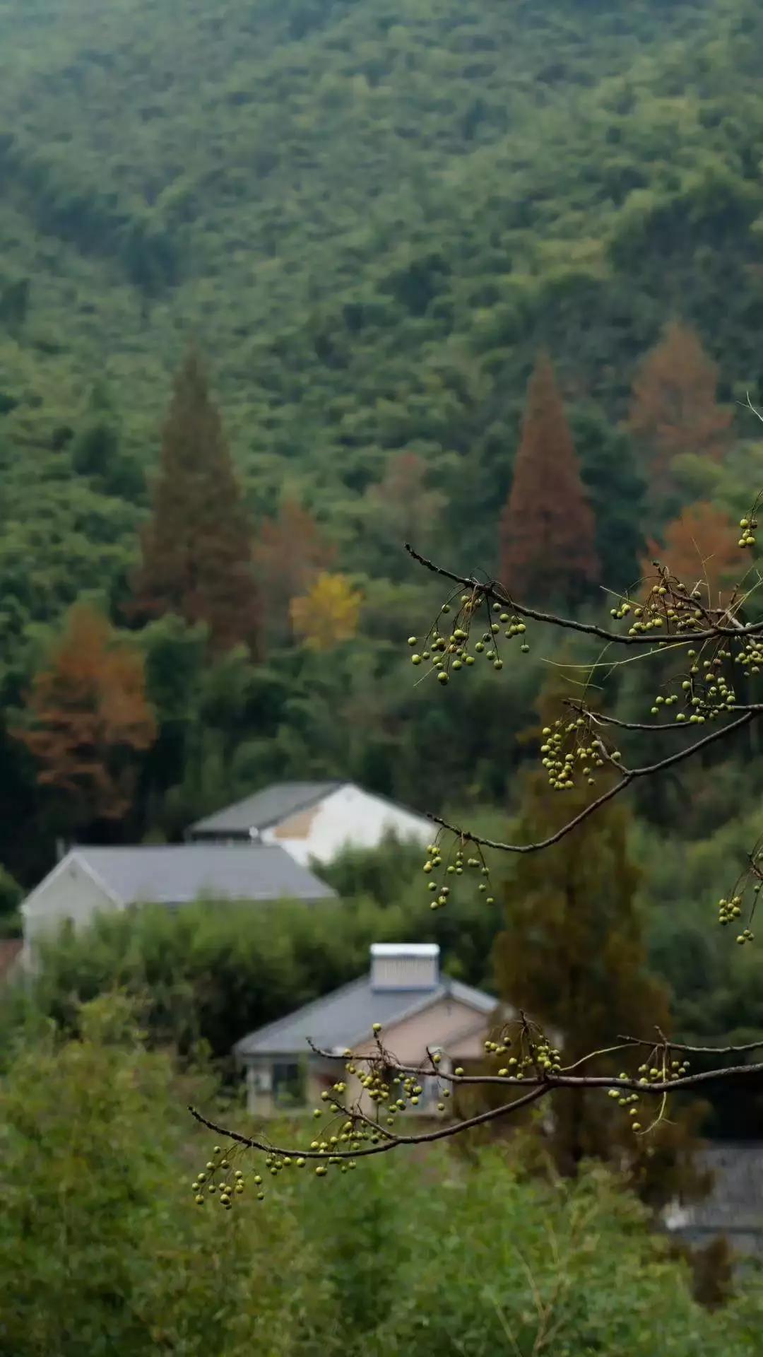莫干山独一无二的酒店,莫干山像酒店一样的民宿