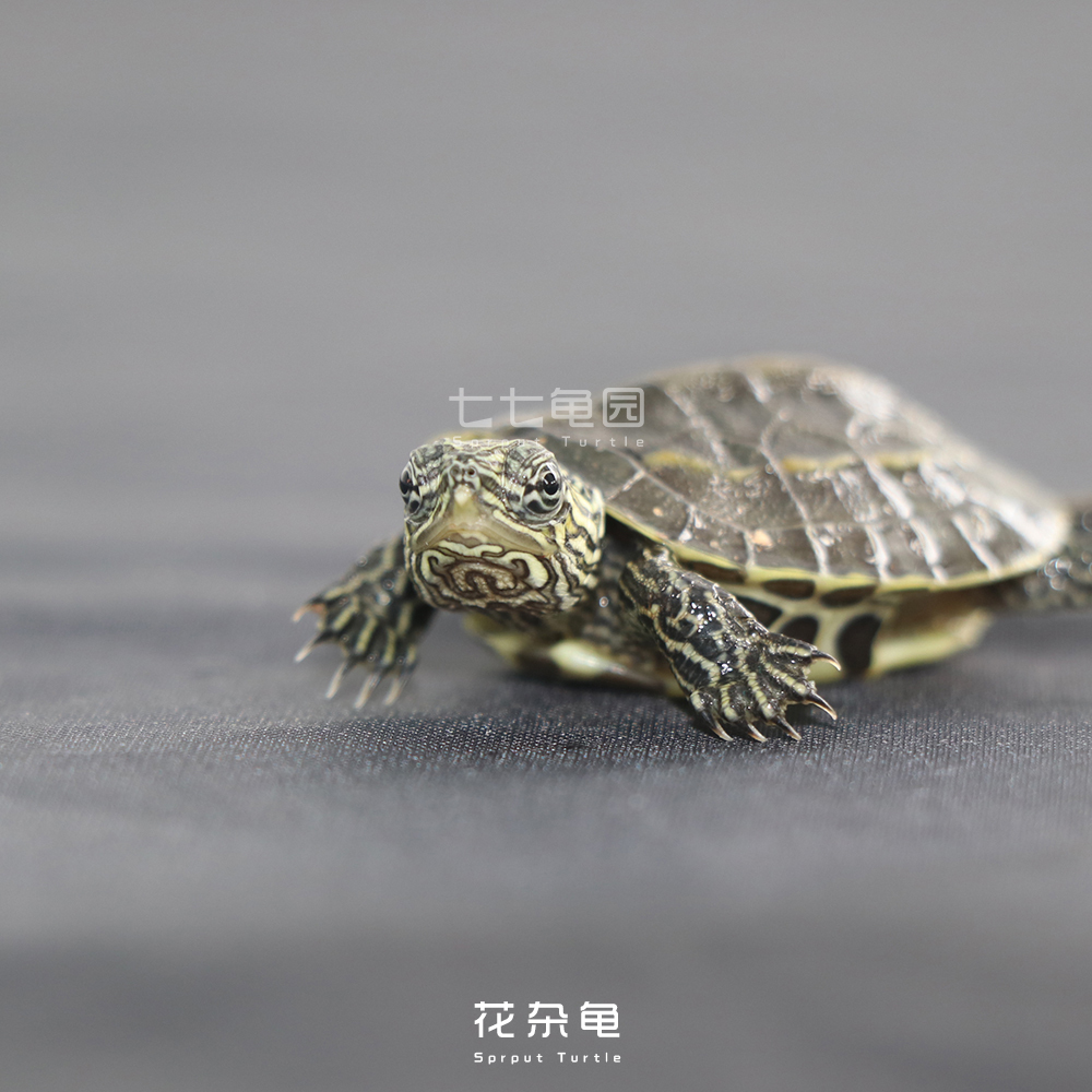 龟突然不吃东西了,龟突然不吃食温度还很好不会冬眠