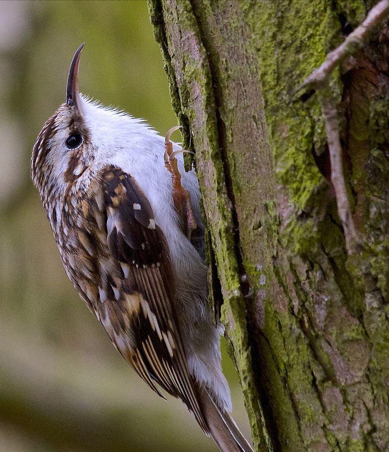 广东常见鸟类图谱和名称图文,东江揽胜鸟类