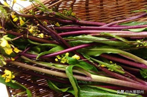 鄂州红菜苔特产,鄂州红菜苔