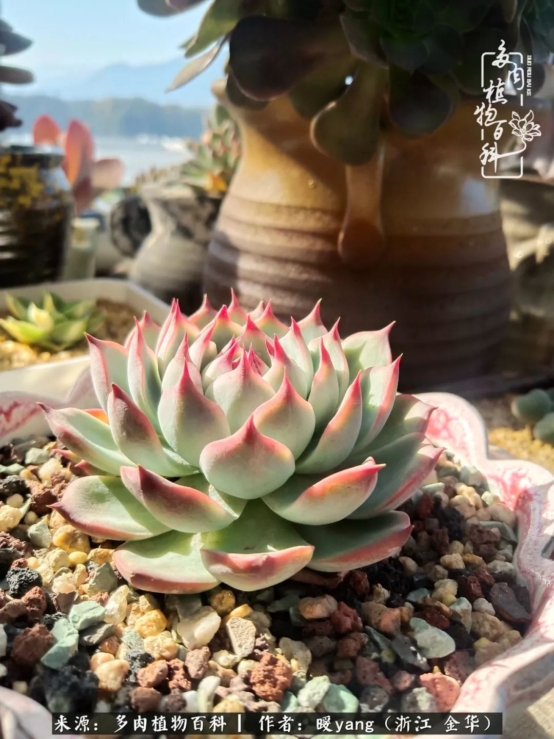 养多肉是业余的纯粹是爱好,每晚7点教您快速入门养多肉