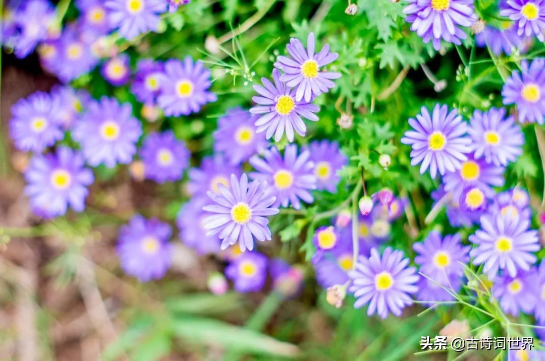 形容诗写得很唯美的四字成语,100个四字成语优美的古诗词