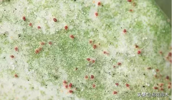 盆栽飞虫怎么杀,盆栽小黑飞虫怎么治