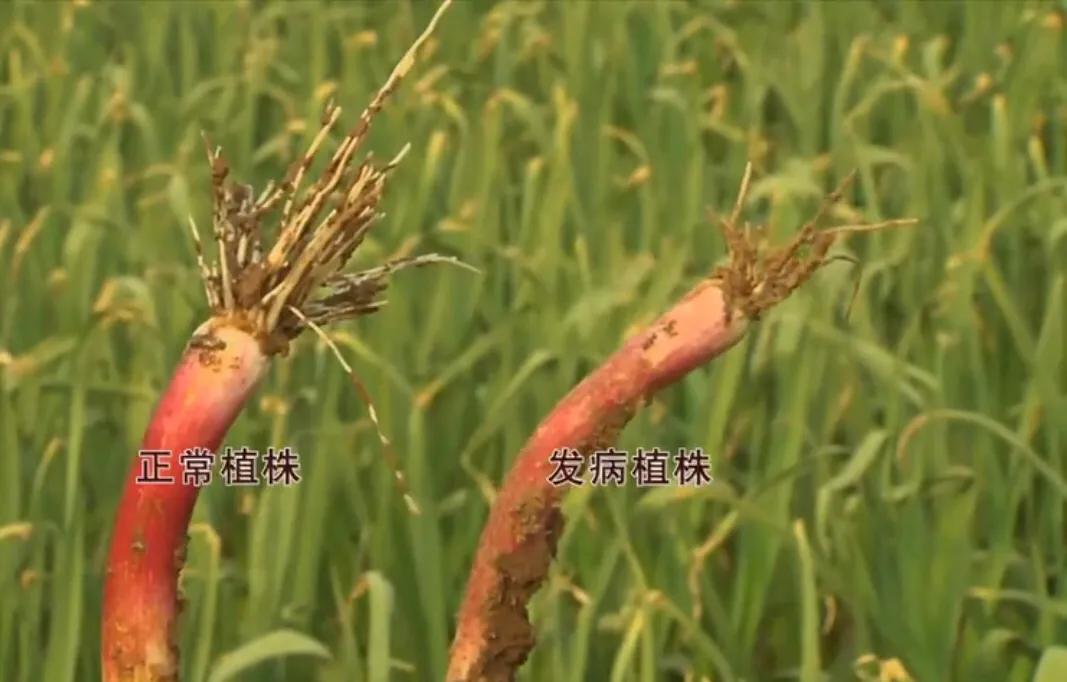 大蒜叶枯病紫斑病软腐病用什么药,大蒜细菌性软腐病危害症状