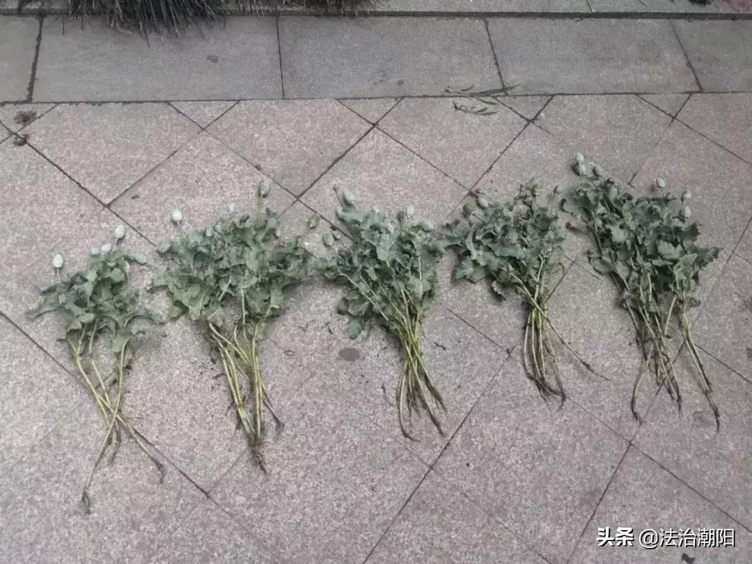 异想天开！竟然用这种方式治牙痛