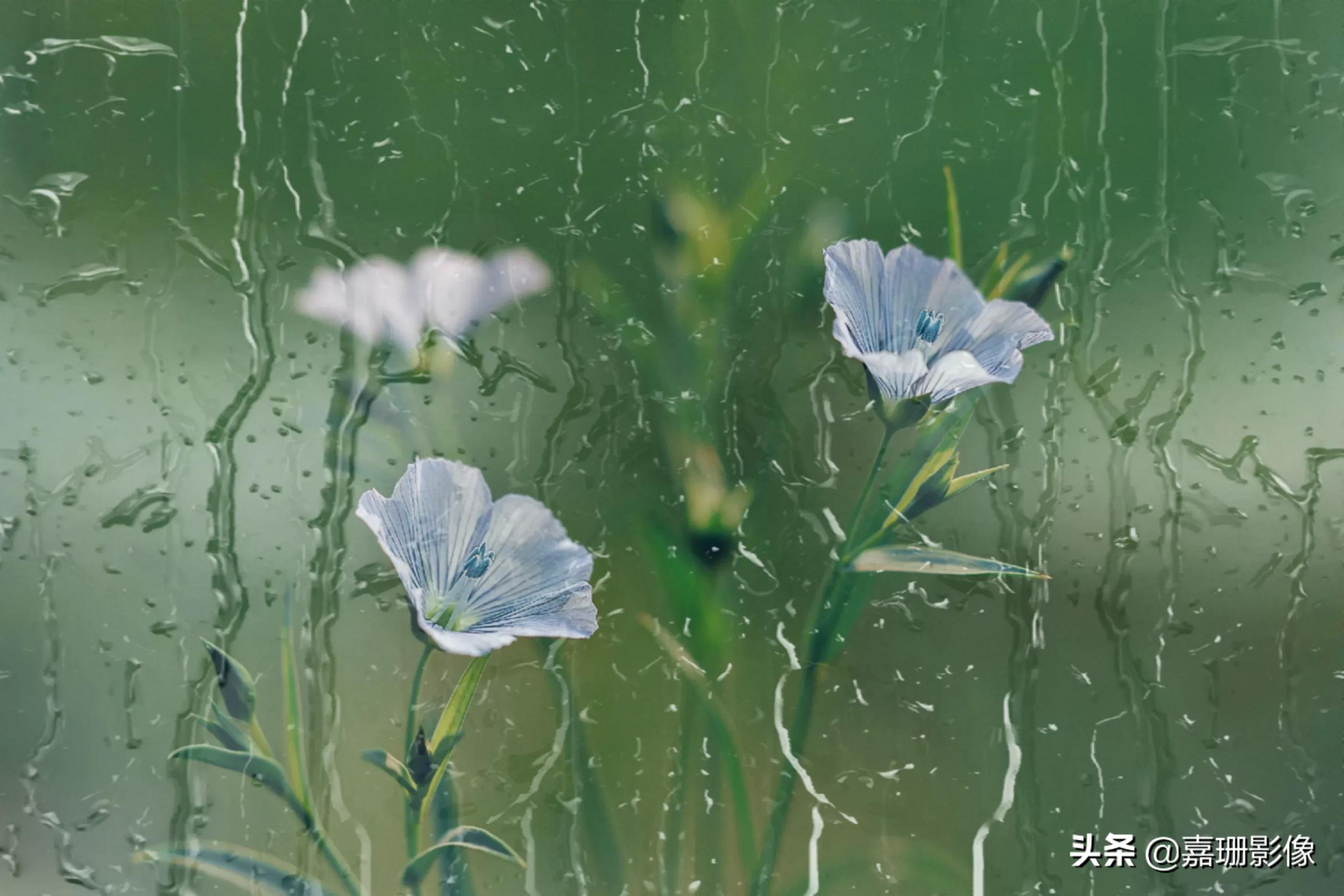 看看花容，听听花语2020年我镜头里的百种花卉