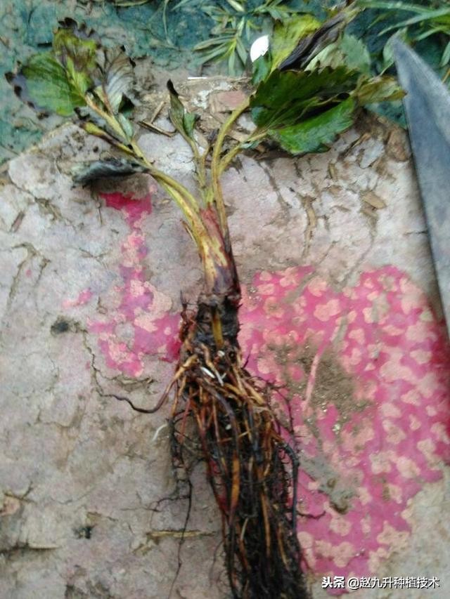 草莓炭疽病怎么治,草莓炭疽病严重怎么治