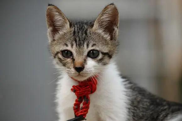 科学养猫喂猫粮,科学营养养宠物