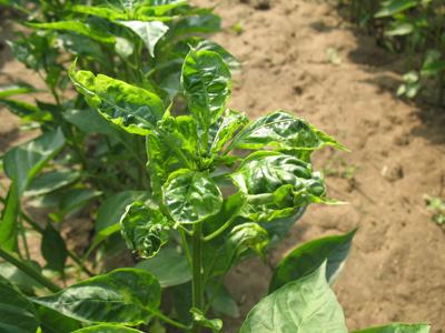 辣椒病毒病讲述与治疗方法，识别什么病毒病图片