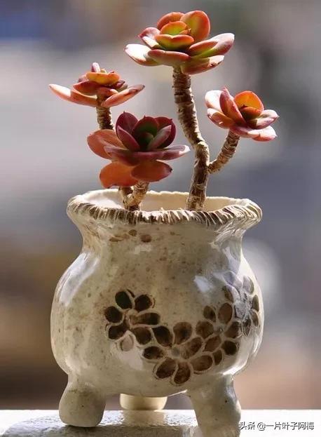 哪些多肉适合养老桩?多肉老桩摆窗台最精致了,看一眼就忘不了