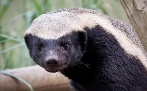 吃毒蛇就像辣条的平头哥,平头哥捕捉毒蛇就像吃辣条