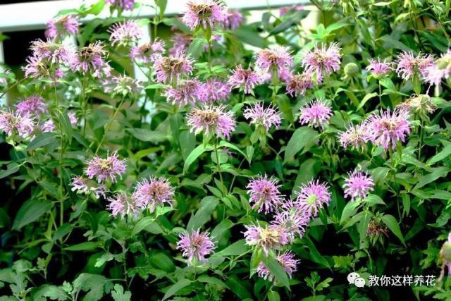 薄荷能开花的花种,什么薄荷开花最好