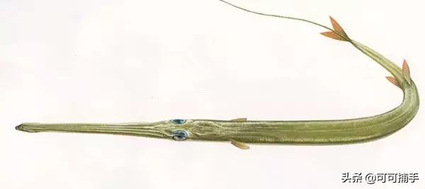 你不知道的海洋里面有什么,十种你没见过的海洋生物