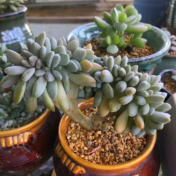 顺风不浪逆风不怂文字图片,顺风不飘逆风不怂绝境不慌