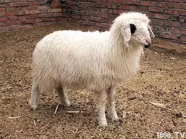 最厉害的10种羊,最好的种羊是什么品种呢