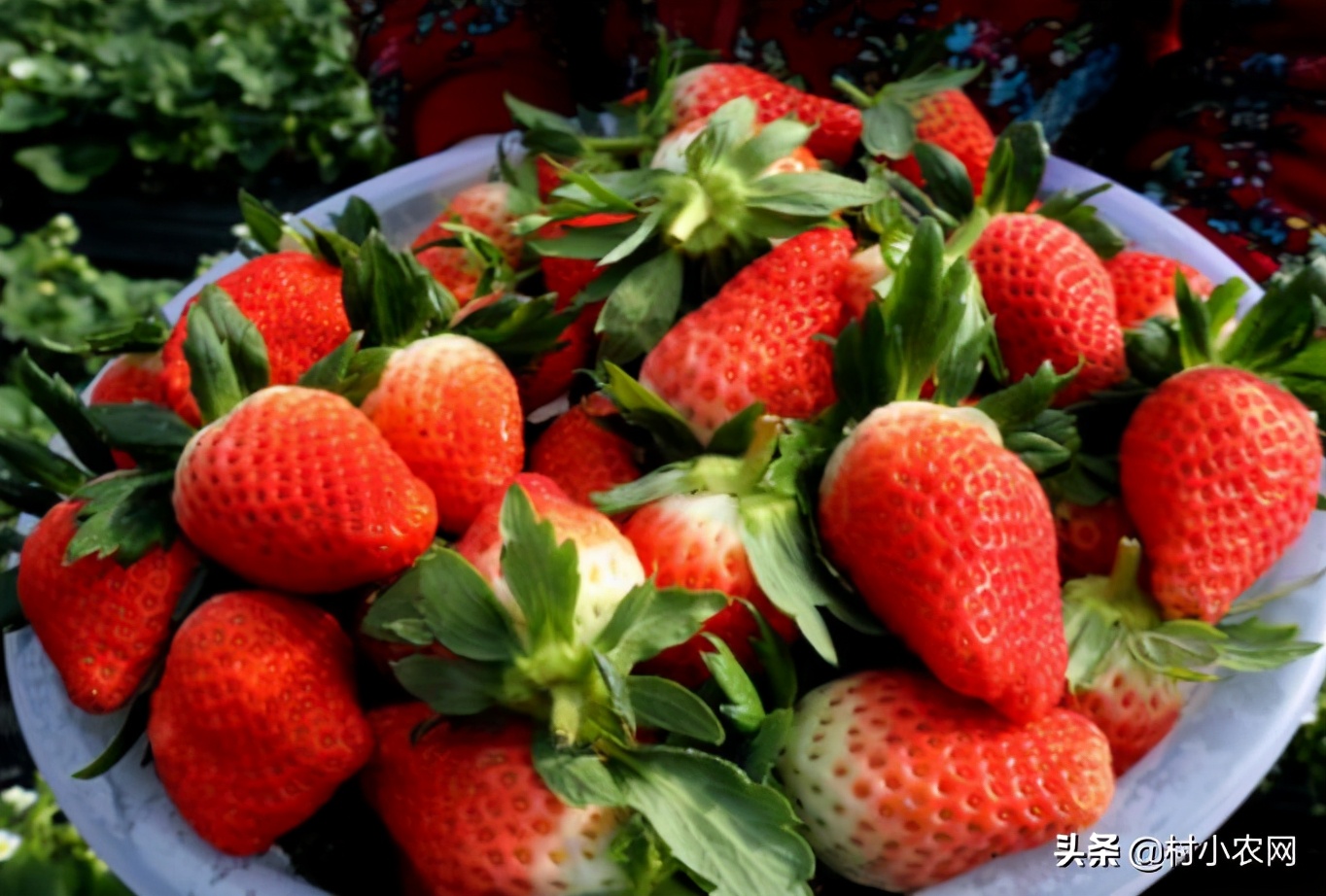 2021农村创业养殖有什么好项目,2020年农村种养殖创业项目