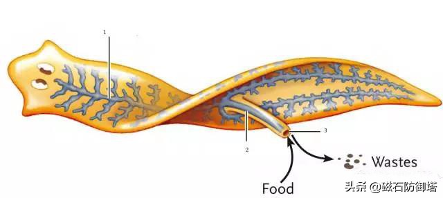 各类动物的起源,原口和后口动物怎么形成的