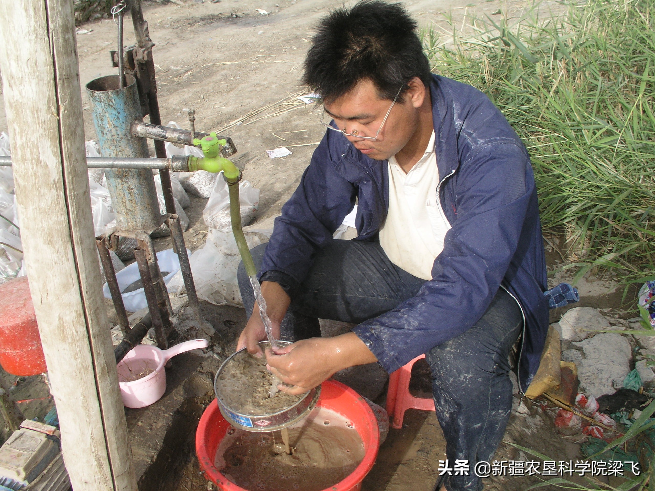 新疆盐碱地盐地怎么改良,新疆盐碱地适合生长什么蔬菜