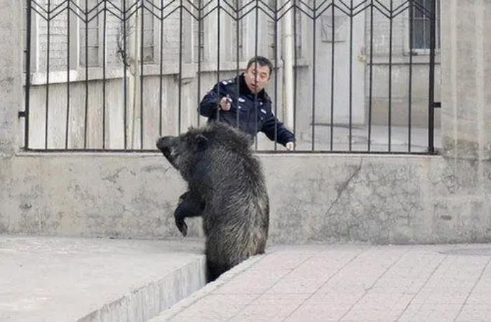 10元1斤！安徽六安野猪泛滥，当地批准捕杀野猪，条件是什么呢？