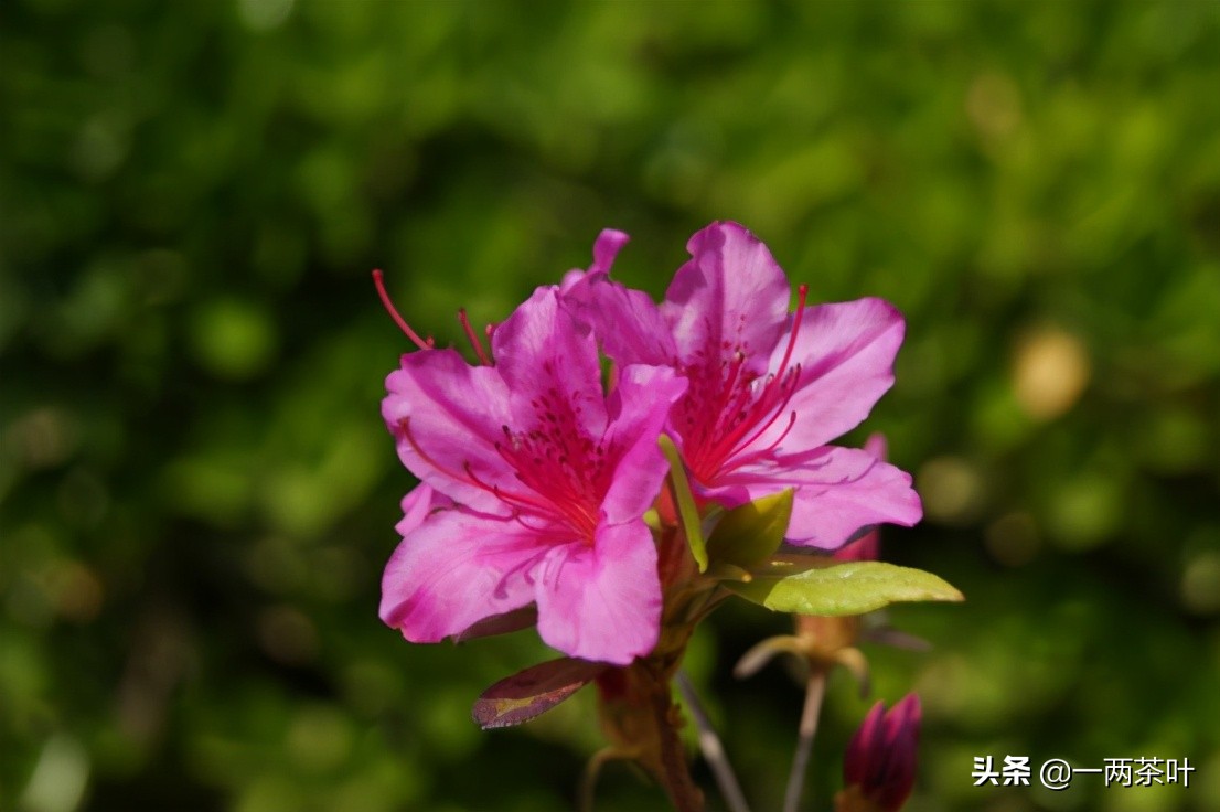 鲁西南方言杂谈-添箱