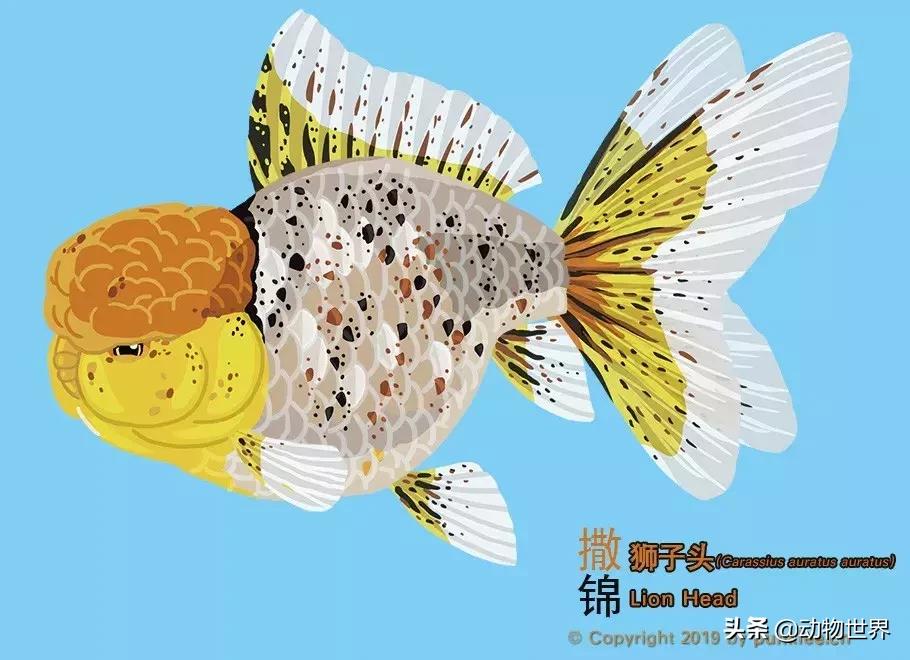 狮子金鱼品种,红头狮子金鱼