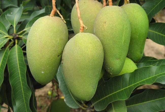 教种芒果的教程,芒果树的栽培技术及管理方法