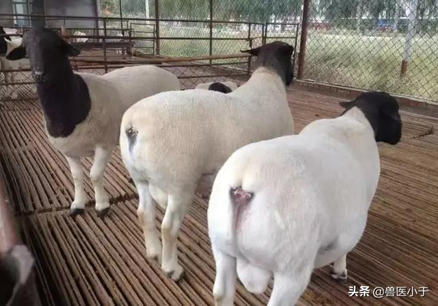 母羊胎衣不下怎么处理,母羊胎衣不下的中药疗法