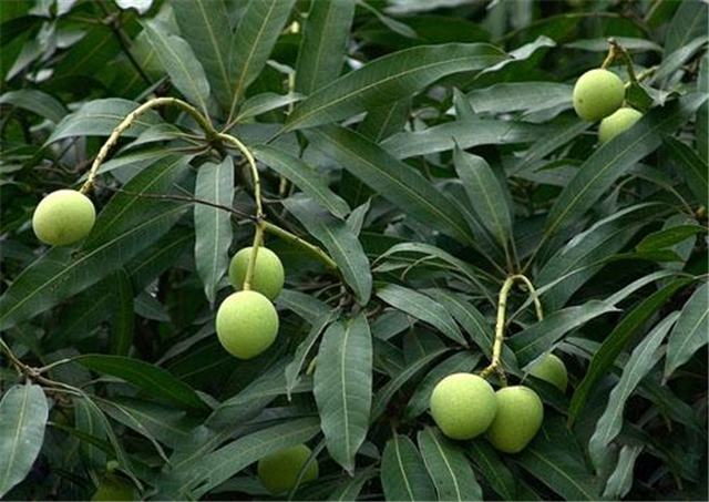 怎么用洗发水洗头才能让头发变顺,头发刚沾水怎么洗