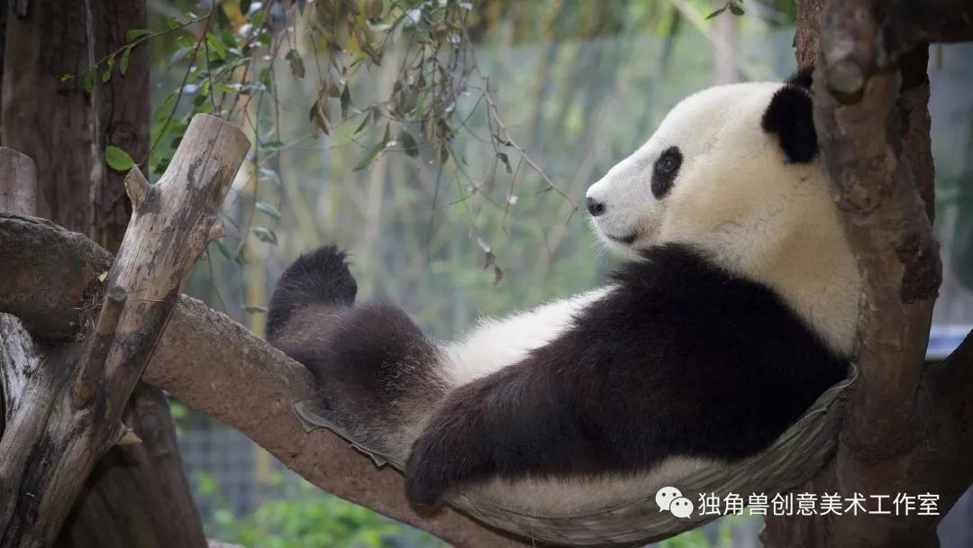 你没见过的熊猫绘画,熊猫绘画抖动修正怎么用